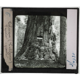 Etats-Unis. Région du Far-West. Calaveras (Californie) Sequoia géant.