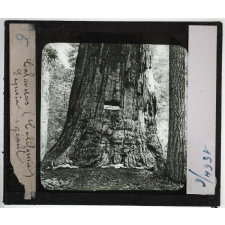 Etats-Unis. Région du Far-West. Calaveras (Californie) Sequoia géant.