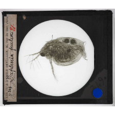 Les Crustacés. Daphnia pulix. Puce d'eau.