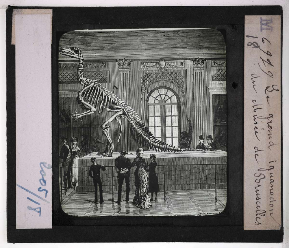 Les Fossiles de l'ère secondaire. Le grand iguanodon du Musée de Bruxelles.
