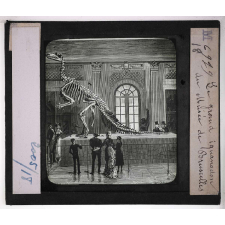 Les Fossiles de l'ère secondaire. Le grand iguanodon du Musée de Bruxelles.