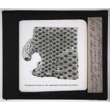 Les Abeilles. Fragment de rayon de cire, montrant les alvéoles d'ouvrières.