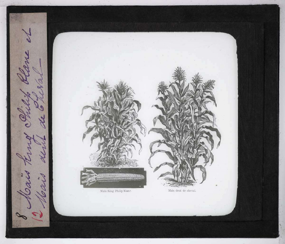 Les Plantes de grande culture. Maïs King Philip blanc et Maïs dent de cheval.