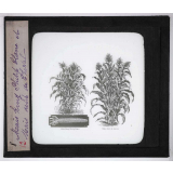 Les Plantes de grande culture. Maïs King Philip blanc et Maïs dent de cheval.