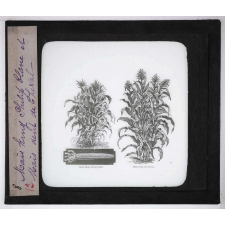 Les Plantes de grande culture. Maïs King Philip blanc et Maïs dent de cheval.