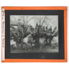 Algérie, cultures. Bananiers à Bérard.