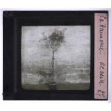 La Tannerie. Acacia.