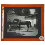 Algérie, agriculture. Cheval Syrien.