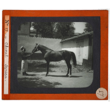 Algérie, agriculture. Cheval Syrien.