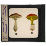 Notions élémentaires sur les champignons comestibles et vénéneux. Amanite des Césars et amanite tue-mouches.