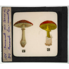 Notions élémentaires sur les champignons comestibles et vénéneux. Amanite des Césars et amanite tue-mouches.