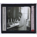 Sérothérapie. Préparation des divers sérums de l'Institut Pasteur de Paris. Ensemencement de la diphtérie. 1er temps: on puise la culture des microbes diphtériques.