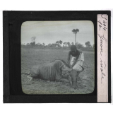Chasse au moyen et au petit gibier africain du Mozambique. Gnou mâle.