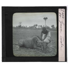 Chasse au moyen et au petit gibier africain du Mozambique. Gnou mâle.