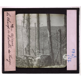 Guerre 1914-1918. Champs de bataille. En Alsace, le champ de bataille du Linge.