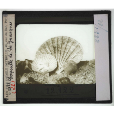 Les Mollusques comestibles. Coquille de St Jacques.