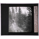 La Forêt. Notions élémentaires de sylviculture. Fourré et jeune gaulis de mélèze.