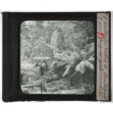 Australie. Série I. Géographie physique et indigènes. Vallon de Montagnes avec fougères arborescentes.