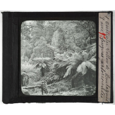 Australie. Série I. Géographie physique et indigènes. Vallon de Montagnes avec fougères arborescentes.