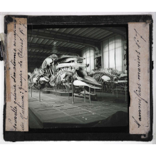 Les Mammifères marins. Nouvelle galerie d'anatomie comparée du Muséum : groupe de cétacés.
