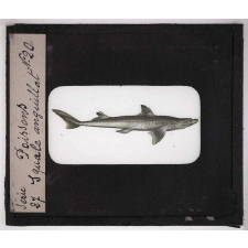 Les Poissons. Squale aiguillat.