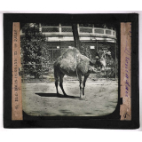 Jardins zoologiques. Dromadaire.
