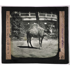 Jardins zoologiques. Dromadaire.