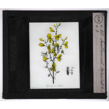 Les Plantes vénéneuses. Sarothamnus scoparius.