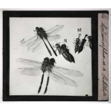 Métamorphoses des insectes. Métamorphose de la Libellule.