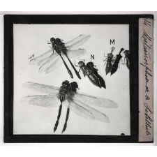 Métamorphoses des insectes. Métamorphose de la Libellule.