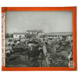 Algérie, agriculture. Troupeau de Bœufs pour l'Engrais.