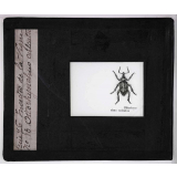 Les Insectes parasites de la vigne. Otiorhynchus sulcatus.