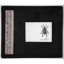 Les Insectes parasites de la vigne. Otiorhynchus sulcatus.