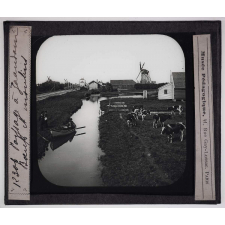 Hollande. Paysage à Zaandam. Bœufs et moulins.