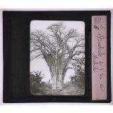 Végétation. Baobab à l'île de Mahélé.