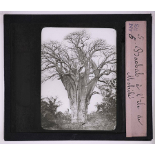 Végétation. Baobab à l'île de Mahélé.