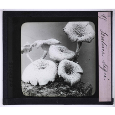 La Vie des champignons. Lentine tigré.