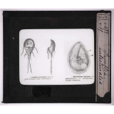 Les Animaux parasites de l'homme. Lamblia intestinalis.