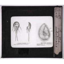 Les Animaux parasites de l'homme. Lamblia intestinalis.