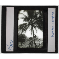 Tahiti. Cocotier.