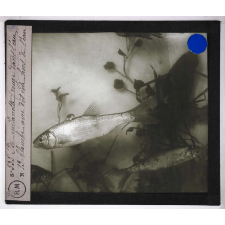 Les Poissons d'eau douce. Ide mélanotte.