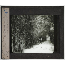 Amérique du Sud. Avenue de Bambous à Vina-del-mar.