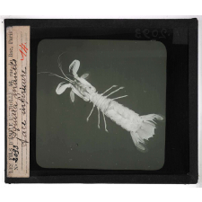 Les Crustacés. Squilla mantis, face inférieure.
