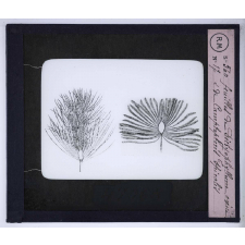 Les Transformations du monde végétal. Feuilles de Dictyophyllum exile et de Camptopteris spiralis.