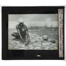 Morsures de serpents venimeux. Capture d'un cobra (deuxième temps).