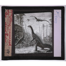 Les Animaux disparus. Paysage jurassique. Les dinosauriens, stegosaure, forêt d'araucaria, compsonote, ptérodactyle.