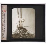 La Culture des plantes d'appartement. Fleur d'aspidistras.