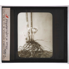 La Culture des plantes d'appartement. Fleur d'aspidistras.