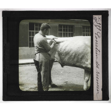 Les Principales maladies de l'espèce bovine. Ponction du rumen.