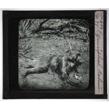 Chasse au moyen et au petit gibier africain du Mozambique. Cynocéphale Babouin.